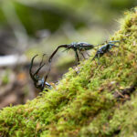 Reserva Nacional Lago Rosselot. Créditos: Benjamín Valenzuela