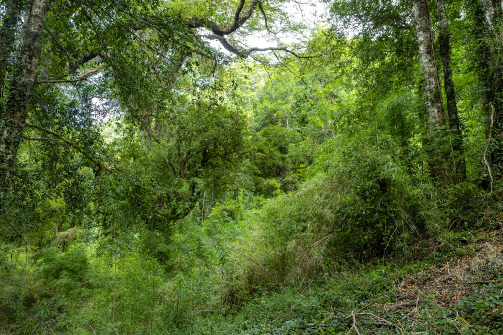 Reserva Nacional Lago Rosselot. Créditos: Benjamín Valenzuela