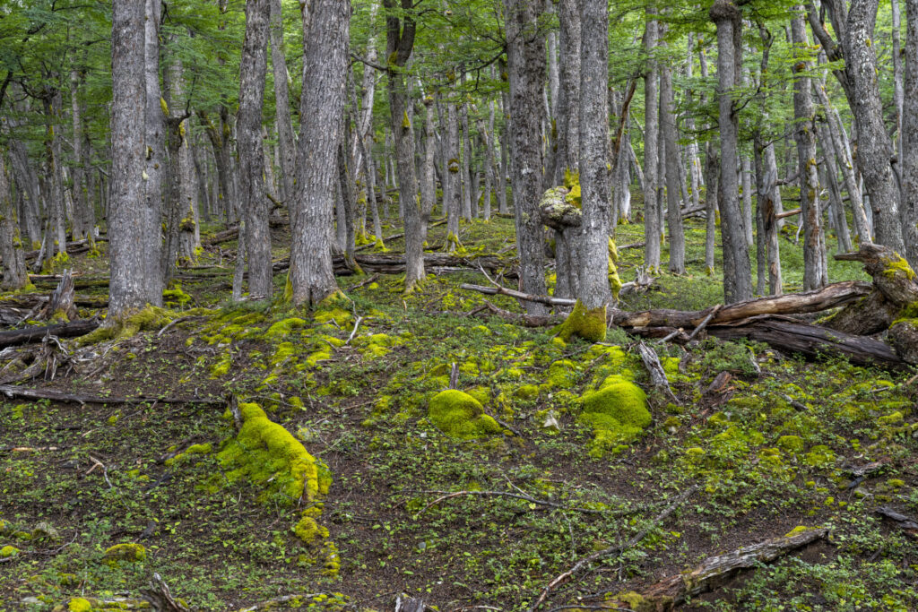 Reserva Nacional Lago Palena Créditos: Benjamín Valenzuela