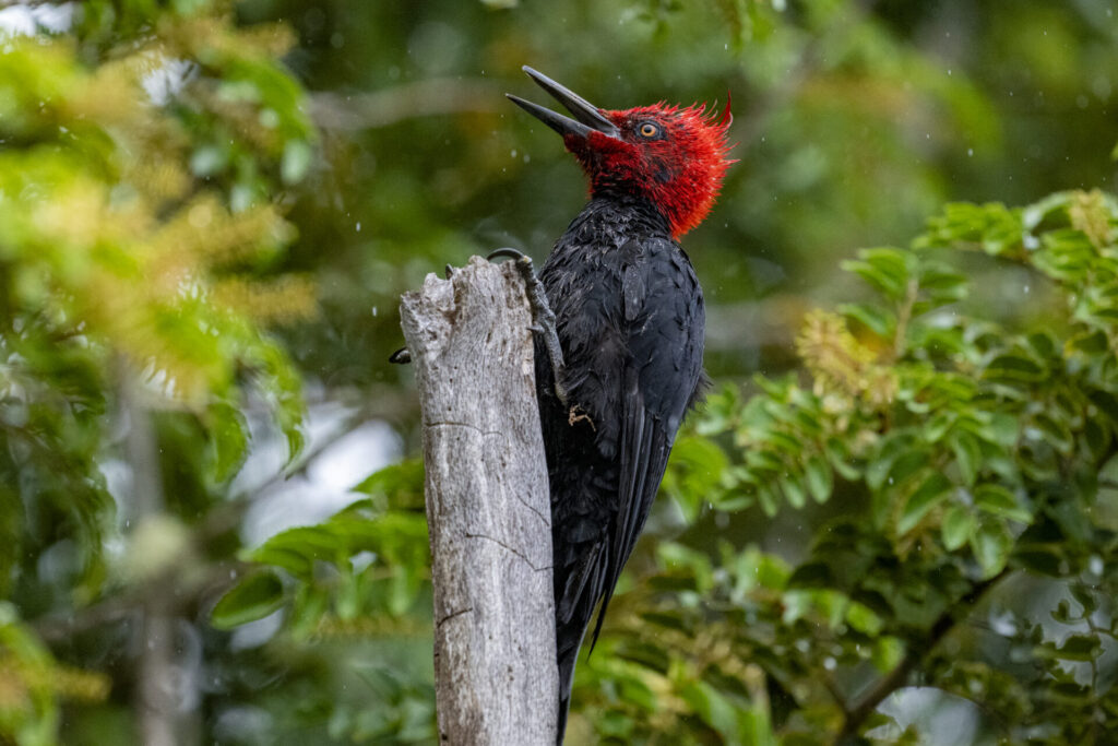 Reserva Nacional Lago Llanquihue. Benjamín Valenzuela