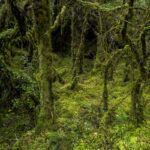 Reserva Nacional Lago Llanquihue. Benjamín Valenzuela