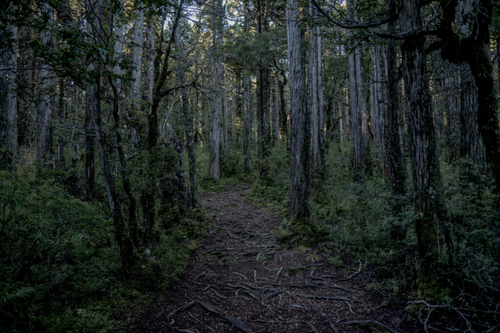 Alerce chileno, foto por Tomás Munita para SPUN