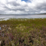 Reserva Nacional Laguna Parrillar. Créditos: Benjamín Valenzuela
