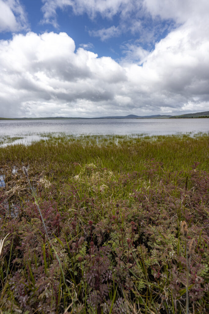 Reserva Nacional Laguna Parrillar. Créditos: Benjamín Valenzuela