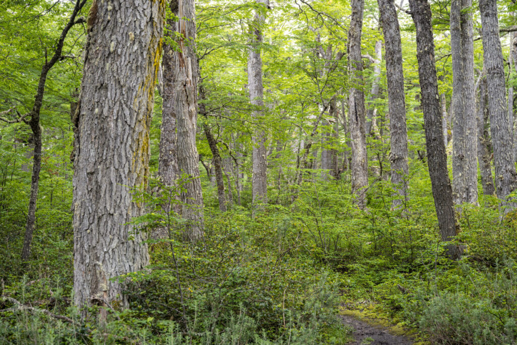 Reserva Nacional Laguna Parrillar. Créditos: Benjamín Valenzuela