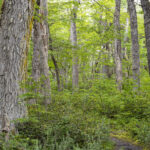 Reserva Nacional Laguna Parrillar. Créditos: Benjamín Valenzuela