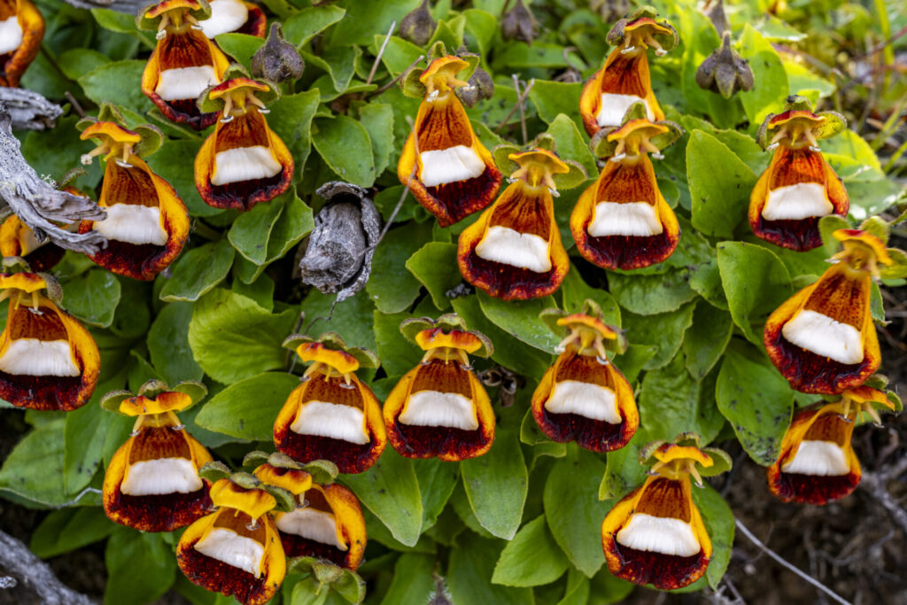Reserva Nacional Laguna Parrillar. Créditos: Benjamín Valenzuela