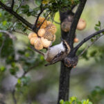 Reserva Nacional Magallanes. Créditos: Benjamín Valenzuela