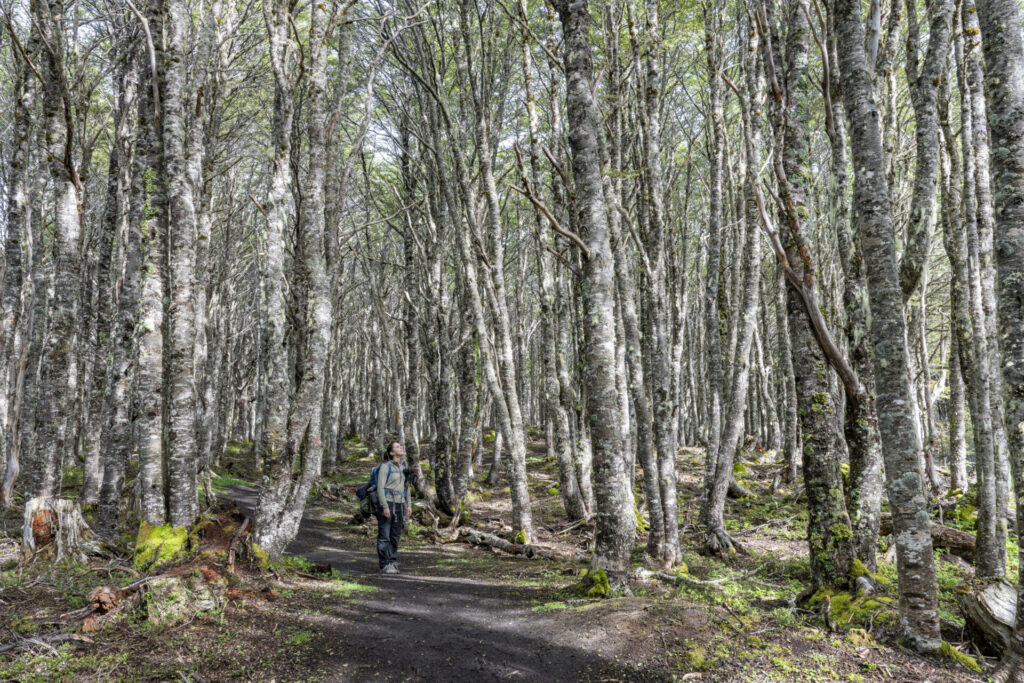 Reserva Nacional Magallanes. Créditos: Benjamín Valenzuela