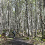 Reserva Nacional Magallanes. Créditos: Benjamín Valenzuela