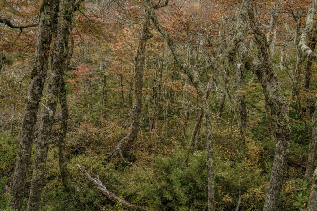 Alerce chileno, foto por Tomás Munita para SPUN