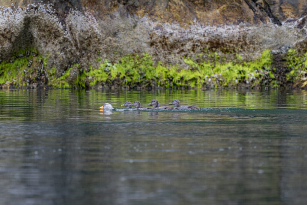 Reserva Nacional Katalalixar. Créditos: Benjamín Valenzuela