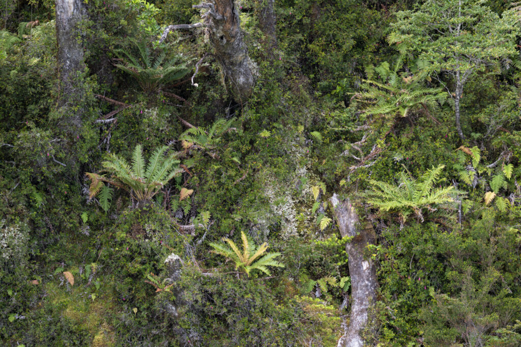 Reserva Nacional Katalalixar. Créditos: Benjamín Valenzuela