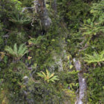 Reserva Nacional Katalalixar. Créditos: Benjamín Valenzuela