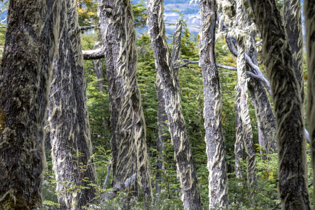 Reserva Nacional Coyhaique. Créditos: Benjamín Valenzuela