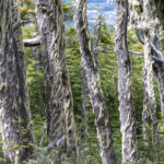 Reserva Nacional Coyhaique. Créditos: Benjamín Valenzuela