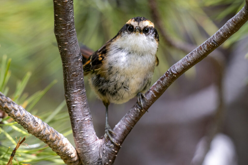 Reserva Nacional Coyhaique. Créditos: Benjamín Valenzuela