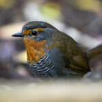 Reserva Nacional Río Simpson. Créditos: Benjamín Valenzuela