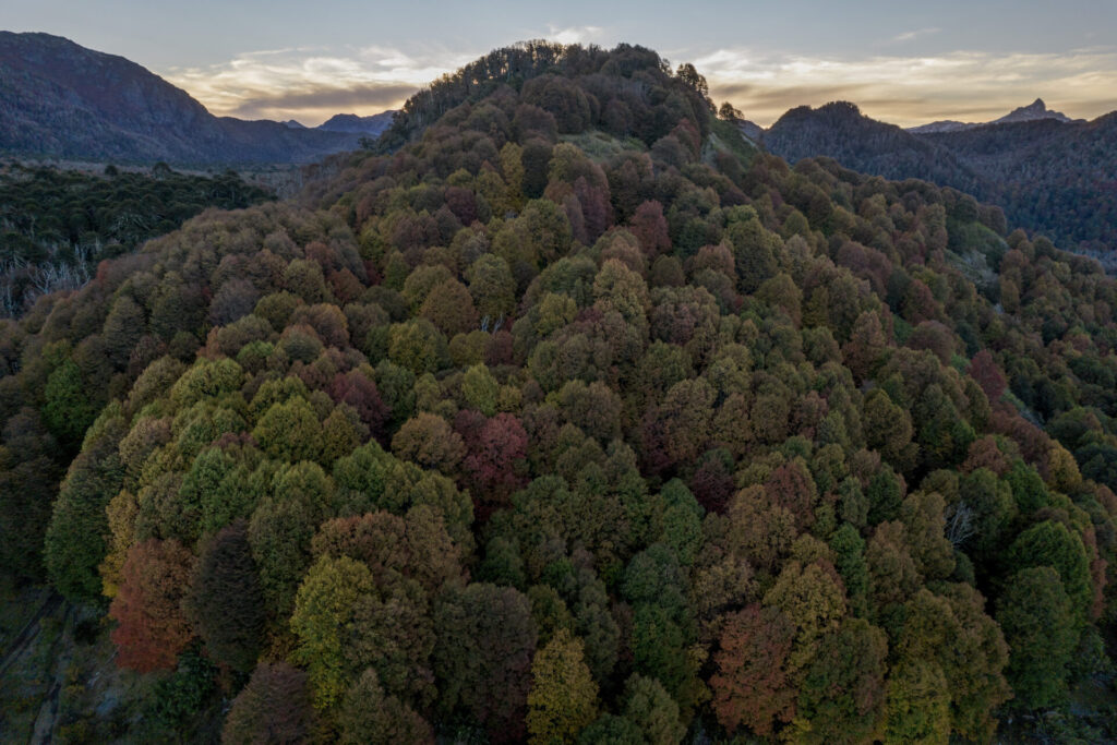 Alerce chileno, foto por Tomás Munita para SPUN
