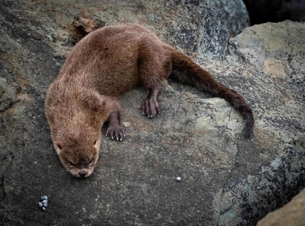 Chungungo en los roqueríos