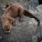 Chungungo en los roqueríos