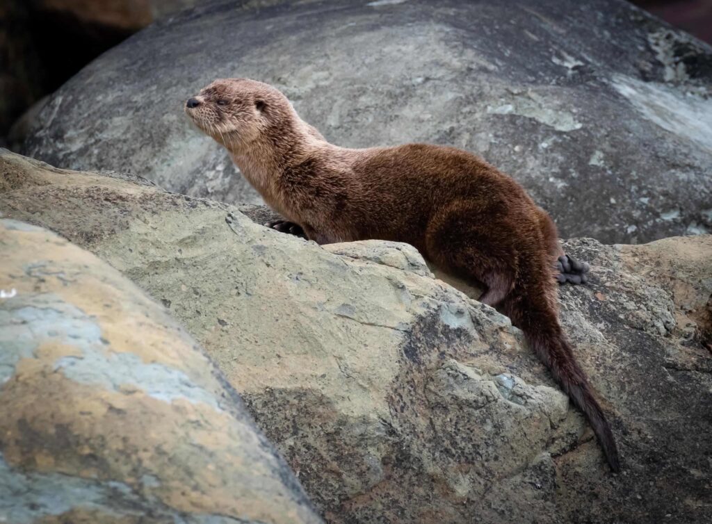 Chungungo en los roqueríos