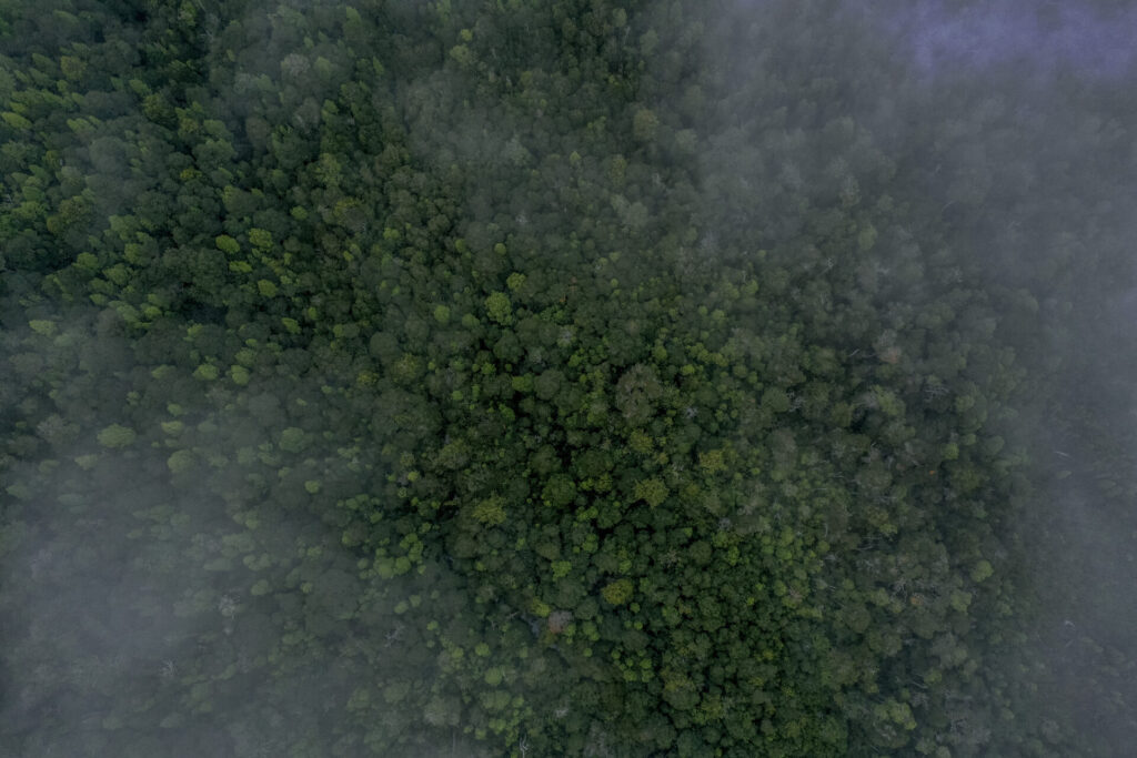 Alerce chileno, foto por Tomás Munita para SPUN