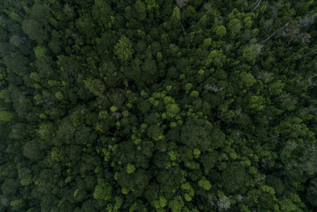 Alerce chileno, foto por Tomás Munita para SPUN