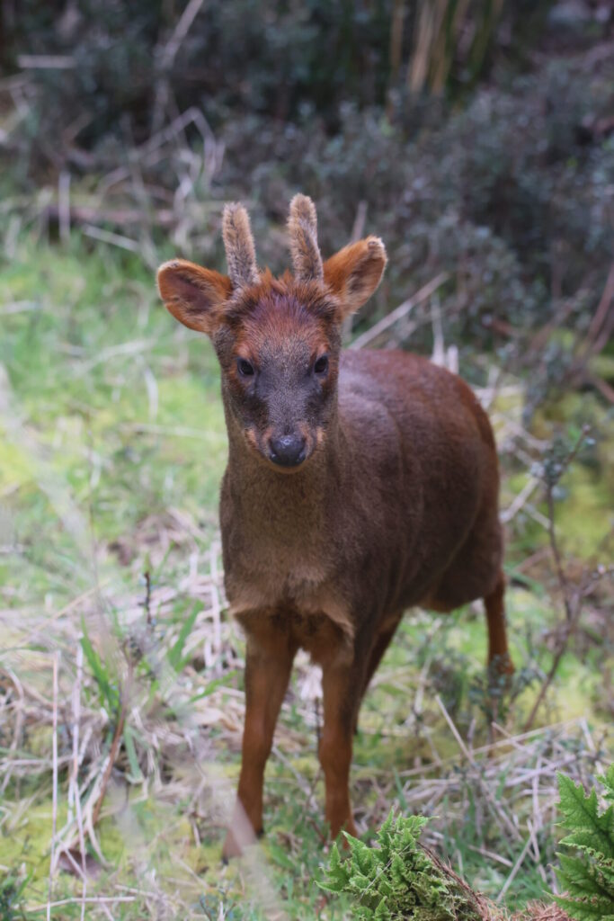 Pudú en Chiloé