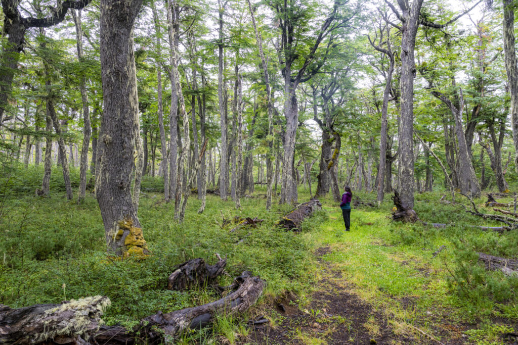 Reserva Nacional Trapananda. Créditos: Benjamín Valenzuela