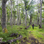 Reserva Nacional Trapananda. Créditos: Benjamín Valenzuela