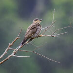 Reserva Nacional Trapananda. Créditos: Benjamín Valenzuela