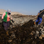 Reserva de Paracas, foto de Sebastián Castañeda