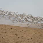Reserva de Paracas, foto de Sebastián Castañeda