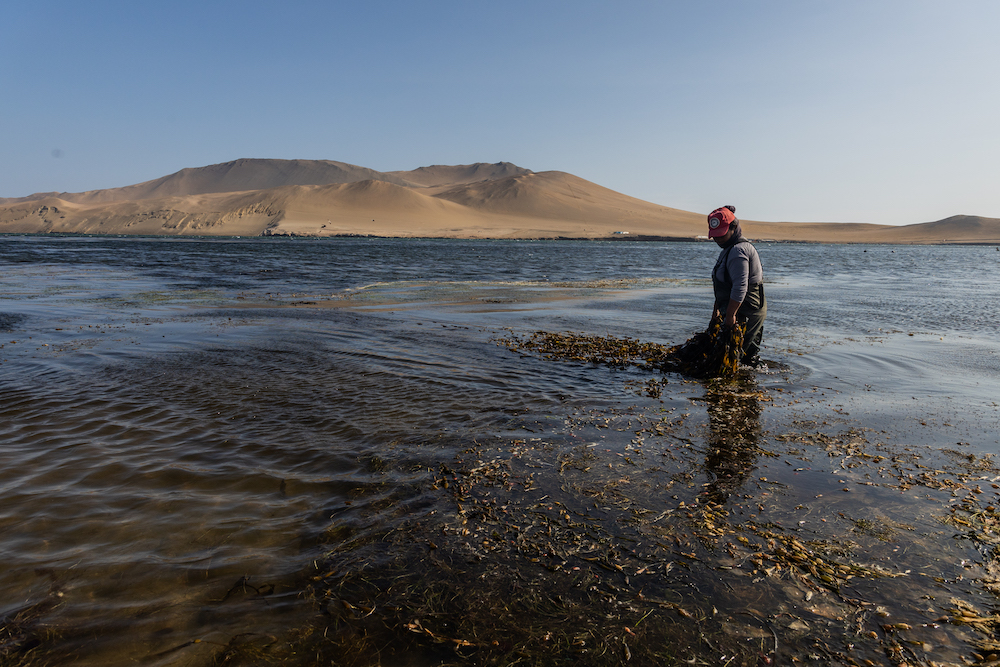 Mujeres del mar: Las pescadoras de América Latina que sostienen la pesca y defienden los ecosistemas