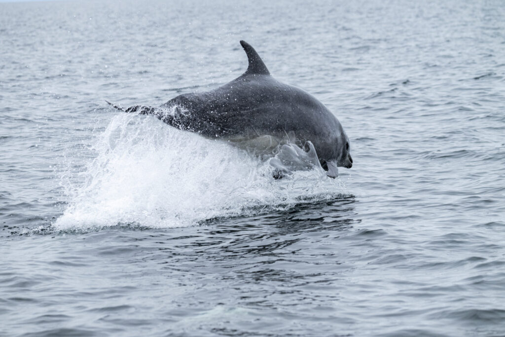 Reserva Nacional Las Guaitecas. Créditos: Benjamín Valenzuela