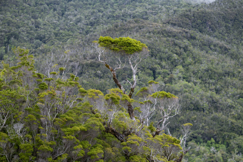 Reserva Nacional Las Guaitecas. Créditos: Benjamín Valenzuela