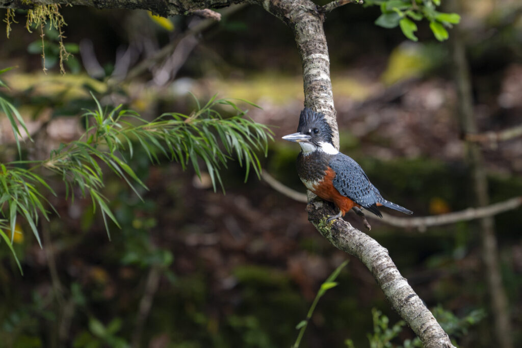 Reserva Nacional Lago Las Torres. Créditos: Benjamín Valenzuela