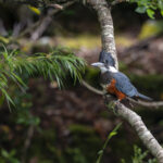 Reserva Nacional Lago Las Torres. Créditos: Benjamín Valenzuela