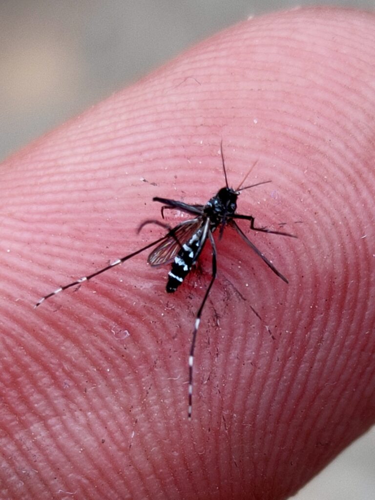 Aedes aegypti Dengue Mosquito