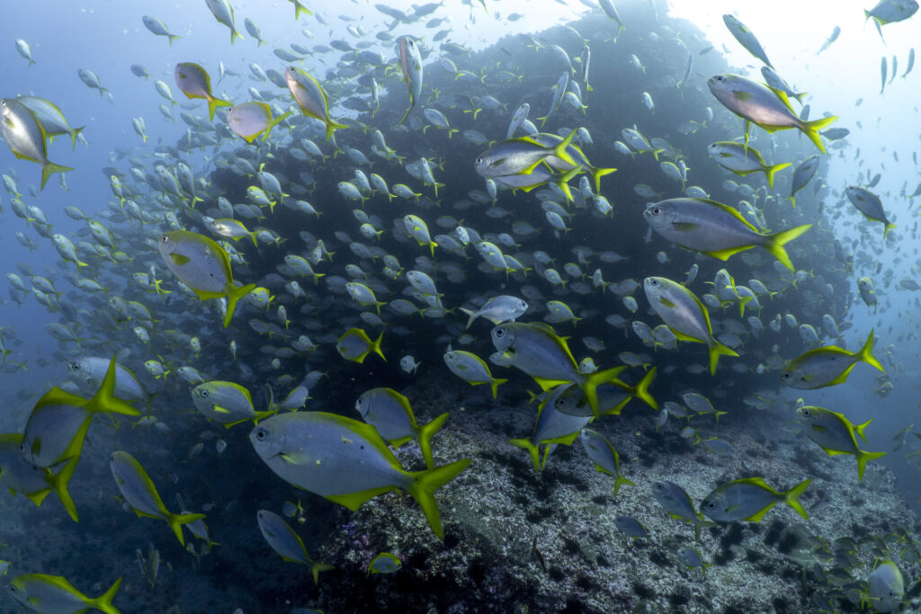 Juan Fernández y Desventuradas, foto Andy Mann