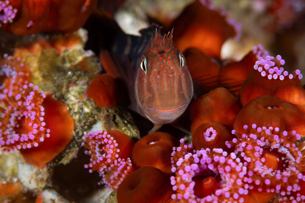 Juan Fernández y Desventuradas, foto Eduardo Sorensen