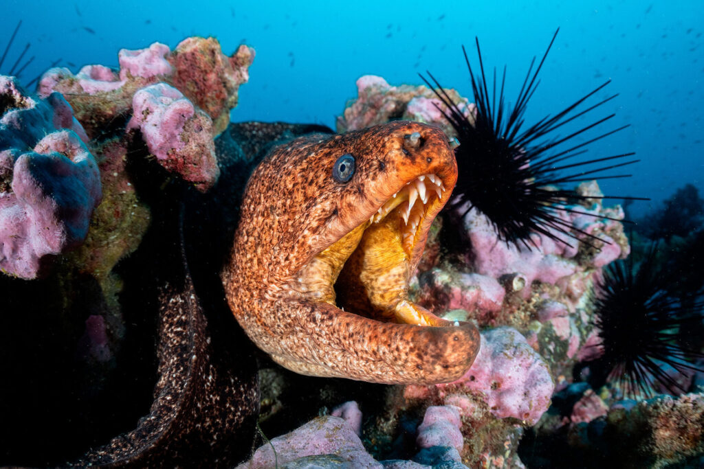 Juan Fernández y Desventuradas, foto Eduardo Sorensen