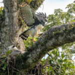 Águila harpía
