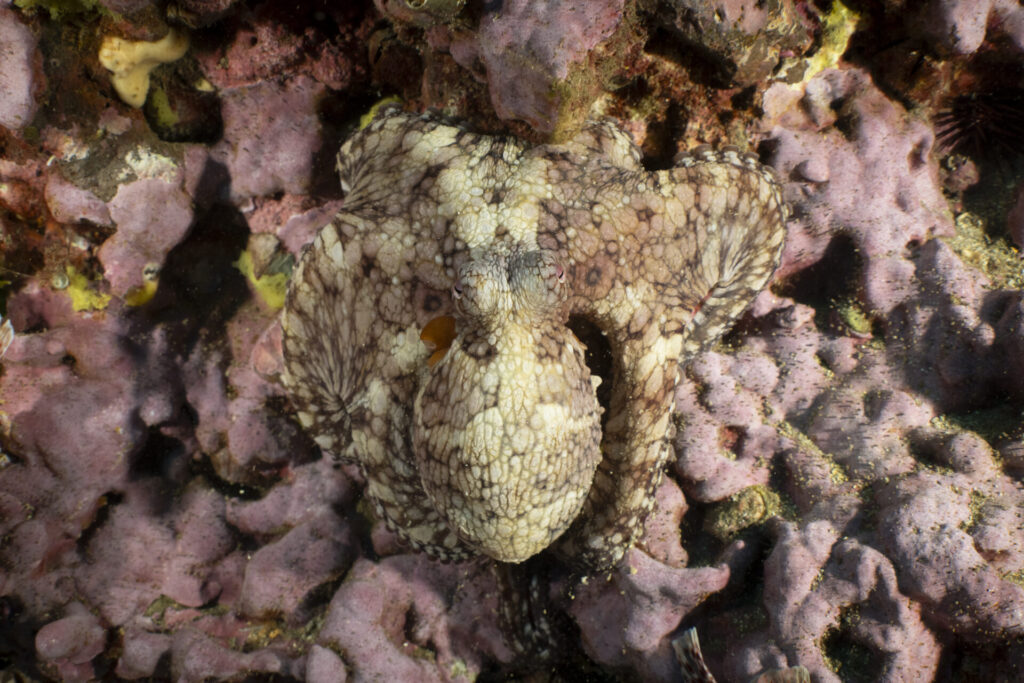 Robinson Crusoe. Créditos: Andy Mann