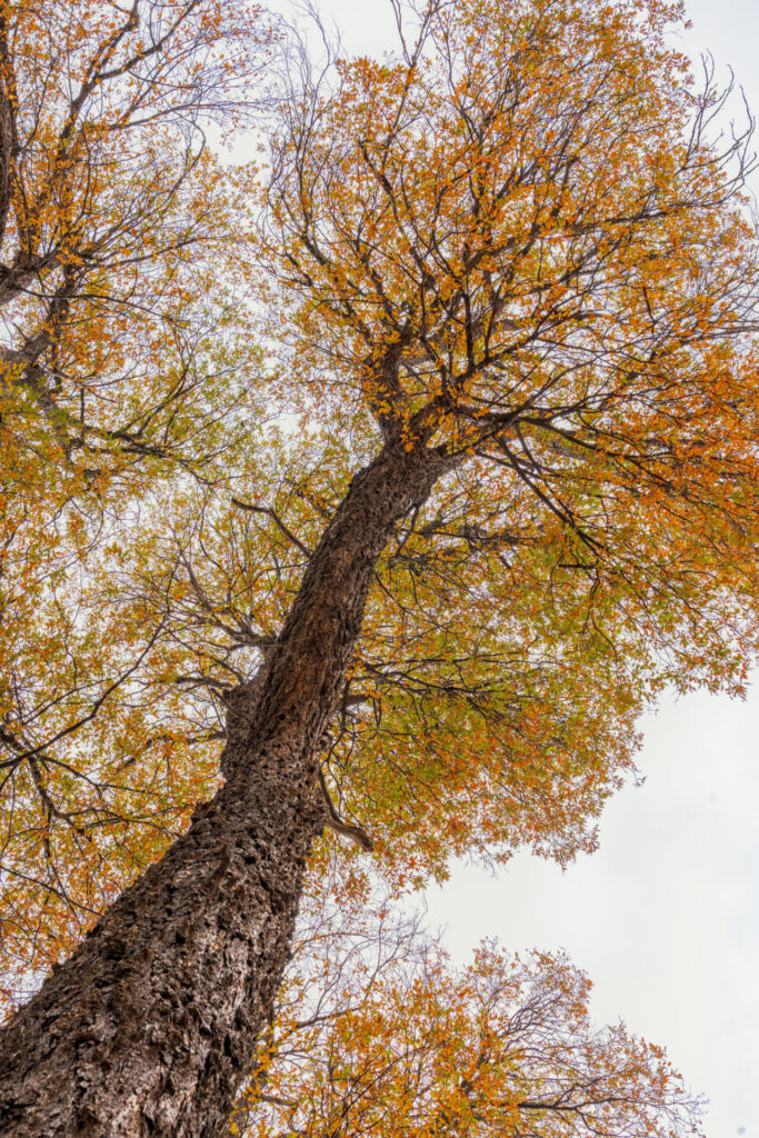 Alto Huemul - José Luis Alvarado