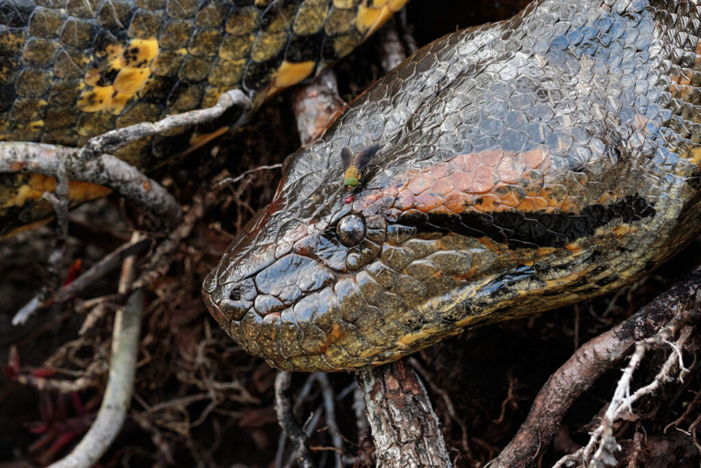 Anaconda Verde. Créditos: Humberto Castillo.