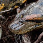 Anaconda Verde. Créditos: Humberto Castillo.