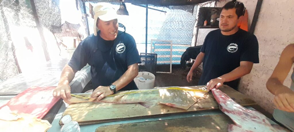 Andrés Jaureguizar durante los estudios de campo sobre el pez guitarra con la colaboración de biólogos, pescadores y guías de pesca. Foto cortesía Andrés Jaureguizar