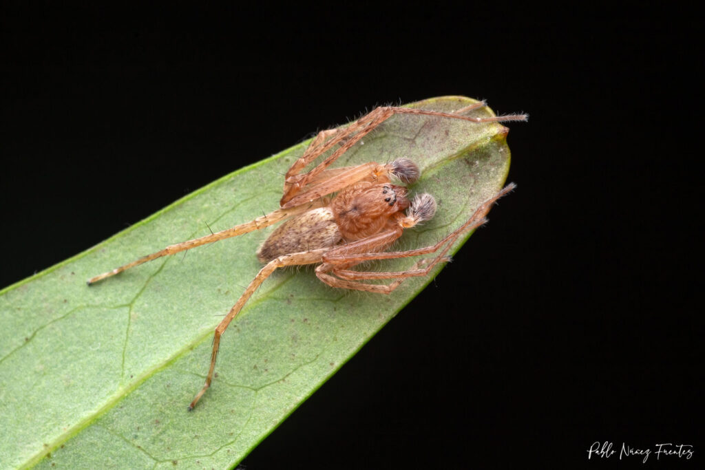 Anyphaenidae en chupón. Créditos: ©Pablo Núñez Fuentes @aranas_de_chile